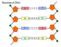 Mitä DNA:sta tutkitaan.