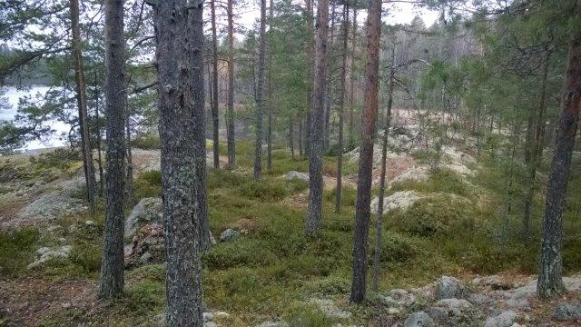 Saaren eteläisin niemen kärki on maisemallisesti arvokas ja luontaisesti erittäin hyvä näkösuoja etelään päin (kohti Lehtisen saaren rakennuspaikkoja).