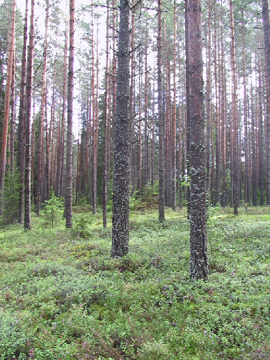 Kuivahko