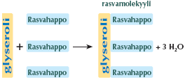 Rasvat Pitkäketjuisia karboksyylihappoja sanotaan rasvahapoiksi (4-, MAOL s. 166/156 ).