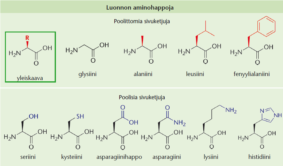 hessa on vertailuaminohappojen rakennekaavat sivulta 105. Aseta aminohapot kasvavan poolisuuden mukaiseen järjestykseen.
