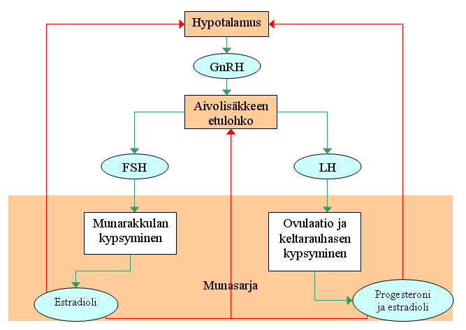 24 1.6 Estrogeenit Estrogeenit on yhteisnimitys luonnollisille ja synteettisille naissukupuolihormoneille.
