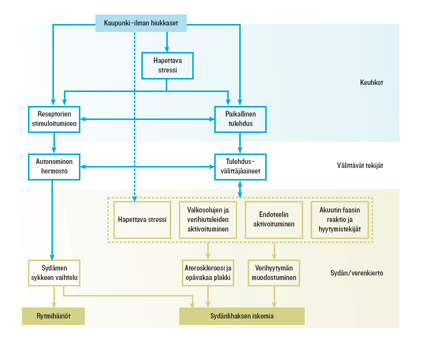 Vaikutusmekanismit (sydän)sairauksissa Vilkkaan tien lähellä asuminen (Lanki ym., EHP 2015) & liikenteestä peräisin oleville hiukkasille altistuminen (katupöly) (Hampel ym.