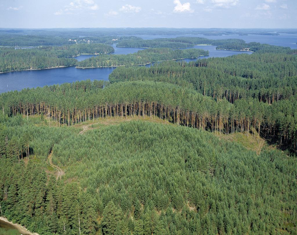 Metsälain uudet tuulet kaupunkimetsissä Metsä- ja Viherpäivät