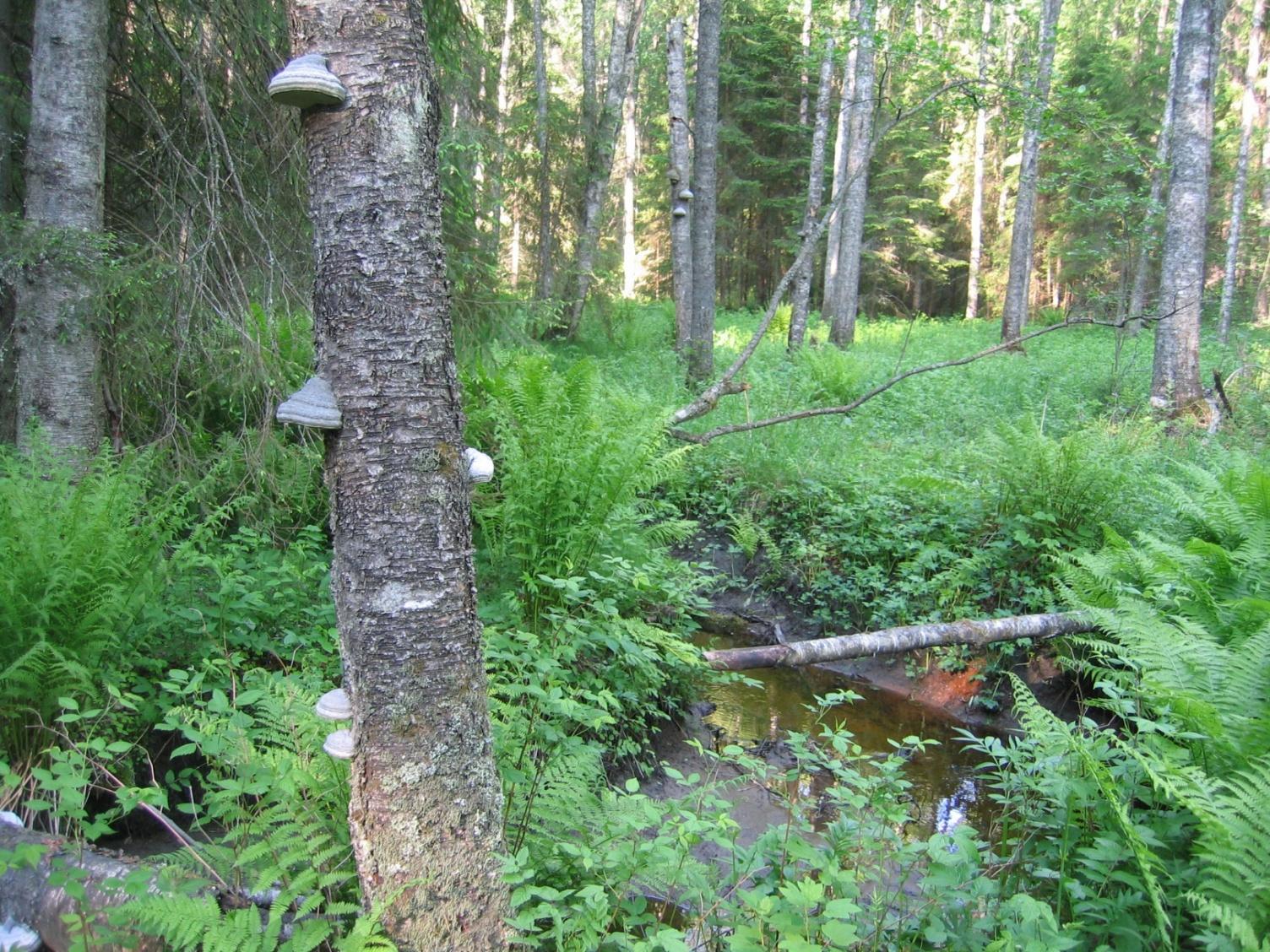 Perkonmäki, Ylöjärvi Pinta-ala: 24 ha Rauhoitettu: - ha