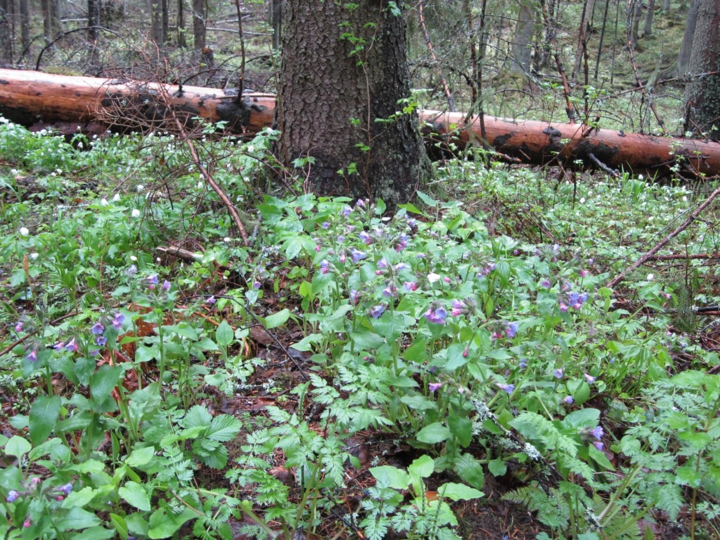 Valkeekivi, Siivikkala Pinta-ala: 10 ha Rauhoitettu: