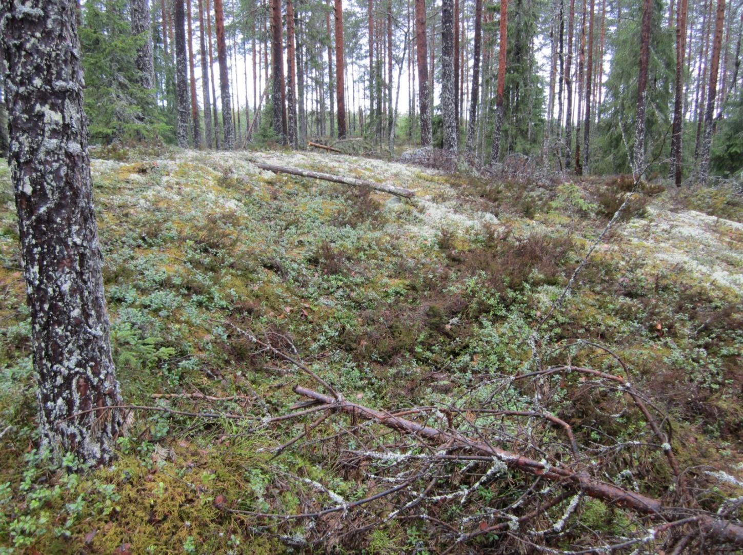 Ilvesmäki Läämännevan metsä, Riuttanen Pinta-ala: 45 ha