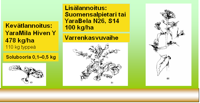 Öljykasvien lannoitus satotavoitteen ja viljavuustutkimuksen mukaan Riittävästi rikkiä,