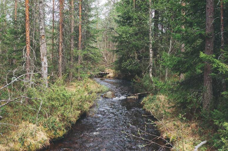 7 Kuva 4. Metsäkasvillisuutta Ulkuojan ja tekstissä mainitun hakkuualueen väliseltä alueelta. Puusto on edelleen mäntyvaltaista, mutta sekapuuna esiintyy sekä kuusta että koivua.