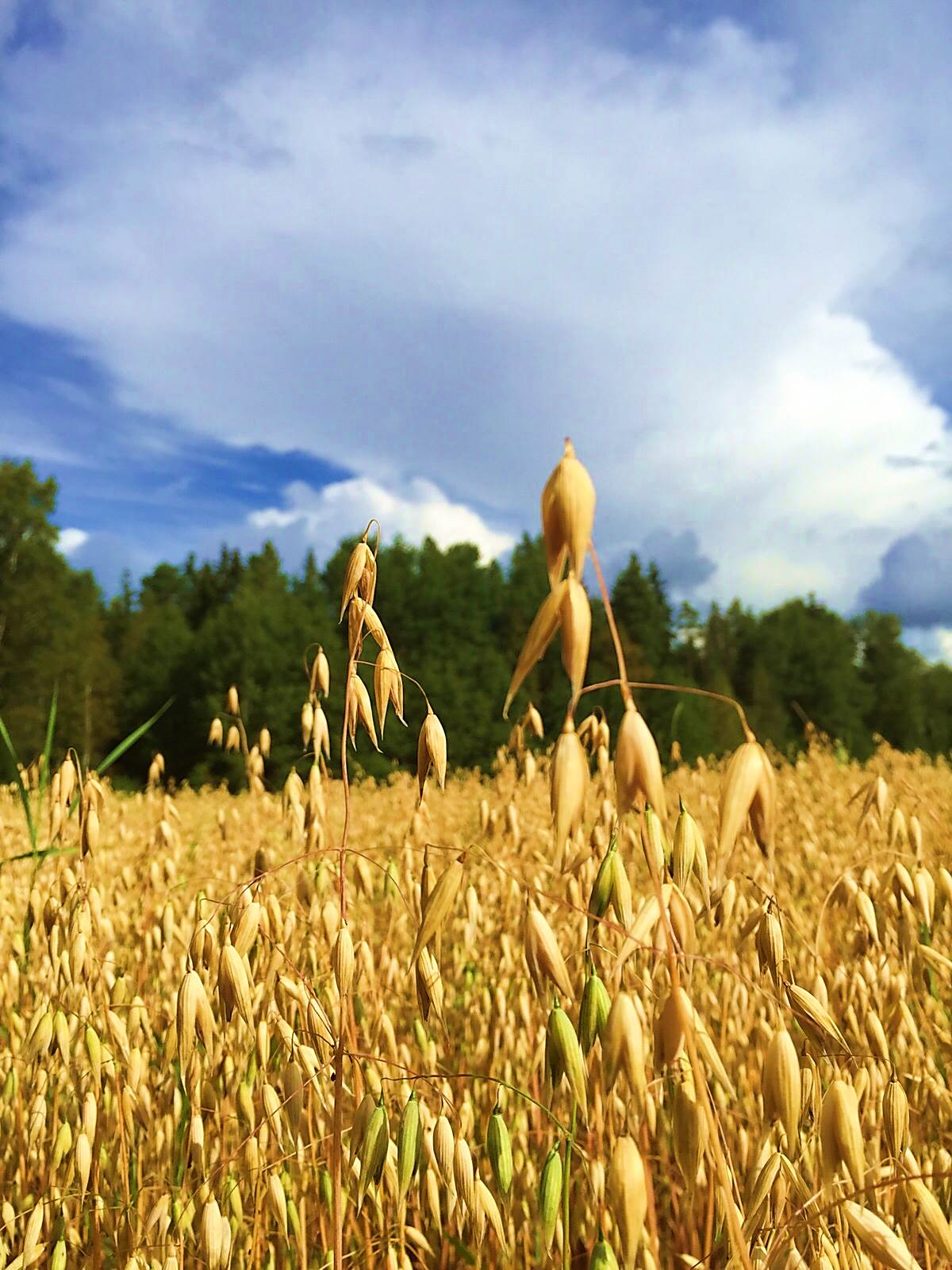 VYR:n laatiman viljatasearvion mukaan kotimaista viljaa vietiin ennätyksellisesti satovuotena 2014/2015.