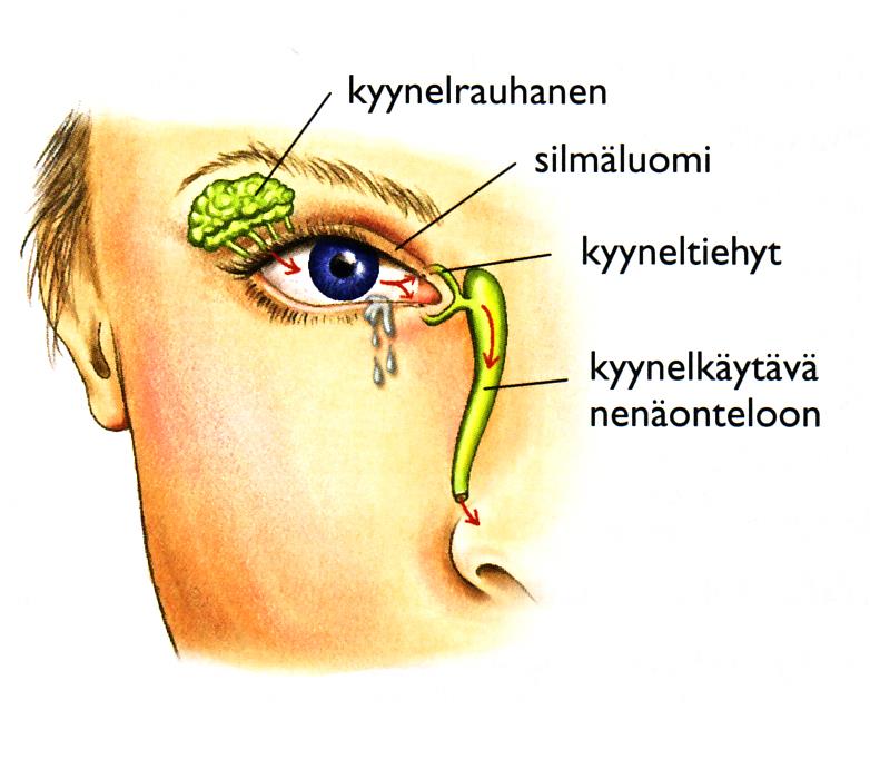 Kyynelneste Basaalikyynel Erittyy jatkuvasti Kosteuttaa silmää Sisältää lipidejä ja voitelevaa glykoproteiinia, musiinia