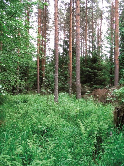 Yksi vaikuttavimmista kenttäkokeista on Leppiniemen tuhkalannoituskoe vuodelta 1946 Muhoksen Leppiniemen tuhkalannoituskoe - perustettu 1947 Yhdellä tuhkalannoituskerralla aikaansaatu