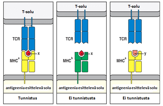 28 (vaaralliset) peptidi-mhc-komplekseja tunnistavat T-solut ajautuvat apoptoosiin (negatiivinen selektio).