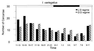 26 voi lisätä sen transmissiota kohdeisäntään. Bell ym. (1999) tutkivat I. variegatus kerkarioiden vapautumisen vuorokausirytmiä (kuvio 12).