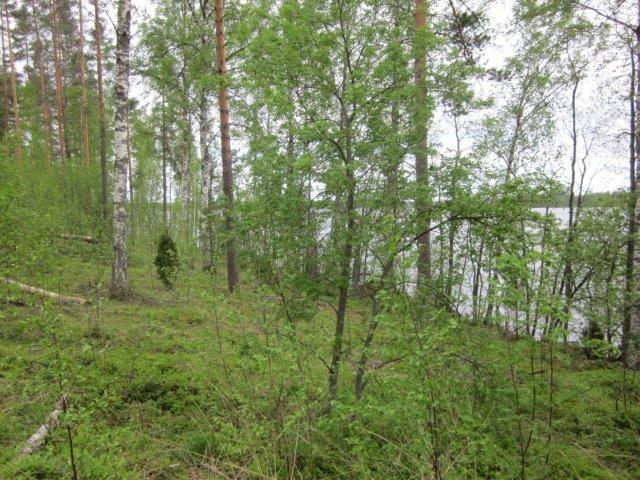 perusteella rakentamisen ulkopuolelle ja korostettu kaavamerkinnällä (ma). Vapaan rantaviivan määrä pysyy laajassa kokonaisuudessa ennallaan.