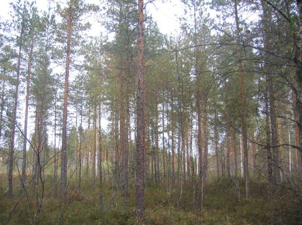 Alueen pohjoisosassa, keskiviheilla ja kaakkokulmauksessa aivan rajan tuntumassa on metsää, jossa puustoa vallitsee kuusi (Picea abies) ja kenttäkerrosta mustikka (Vaccinium myrtillus).