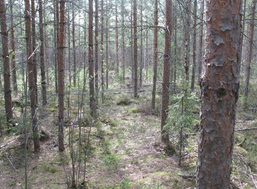 Etukasvuinen lehtipuu pois.