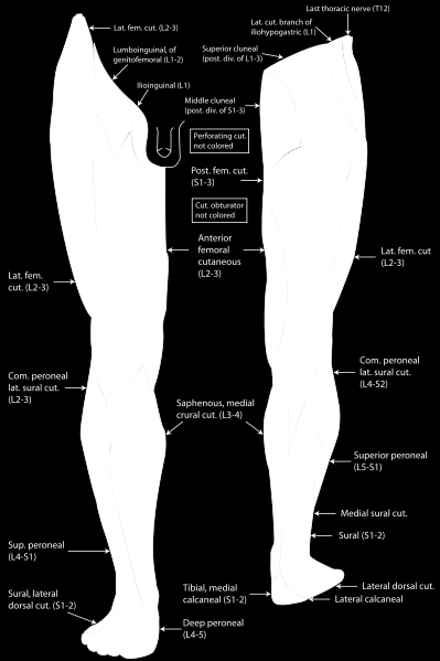 21 lus flexor hallucis longuksen välissä. Malleolus medialiksen takaa nervus tibialis kulkee flexor retinaculumin alta jalkapohjaan ja päättyy tarsaalitunneliin. (Barral & Coibier 2007, 228.