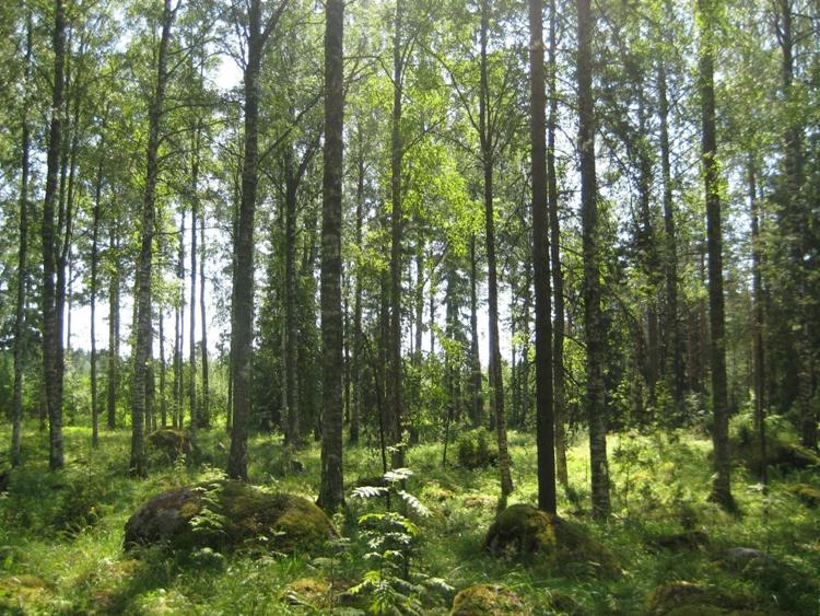 Kaskimetsä Luokitellaan metsälaitumiin Kaskiviljelyn synnyttämiä elinympäristöjä Tyypillistä kaskeamisen jälkeen kehittynyt tasaikäinen koivupuusto Kaskirauniot ja nauriskuopat Kuvat: Kaisa