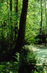 ESPOO 2002 VTT TIEDOTTEITA 2141 Na Cr Ca Miina Pihlajaniemi K Ni Na Mo Cr V Jutta Laine-Ylijoki, Margareta