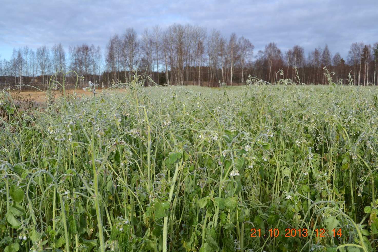 Lisätietoja Ympäristökompassi hankkeesta: ProAgria Etelä-Suomi ry:n kerääjäkasvikoe on osa vuosina 2012 2014 toteutettavaa Pirkanmaan YmpäristöKompassi - hanketta, joka