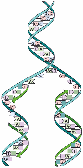 Elämän koostumus Elämä koostuu vain hyvin harvalukuisista rakenneyksiköistä -nukleotidit -aminohapot (20 erilaista) -lipideistä -metaboliiteista