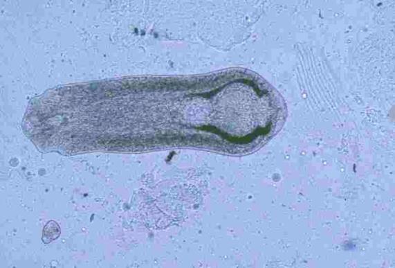 T Diplostomum lohi-istukkaiden linssissä Tutkitut kalat keväällä ja