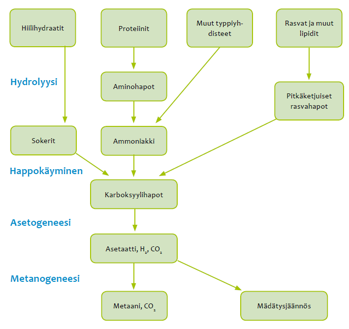 Liite 3 12 Kuva 4. Biokaasun tuottoprosessi (16); hydrolyysi (liukoistaminen), happokäyminen karboksyylihapoiksi, asetogeneesi asetaatiksi ja metanogeneesi metaaniksi.