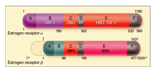 Estrogeenireseptorit α ja β DNA-binding domain Hormone-binding domain Molempia