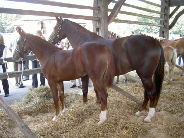 Hevoset ovat erilaisia Harrastehevoset Kilpahevoset = ravihevoset, aktiivisesti kilpailevat ratsut Ratsastuskouluhevoset