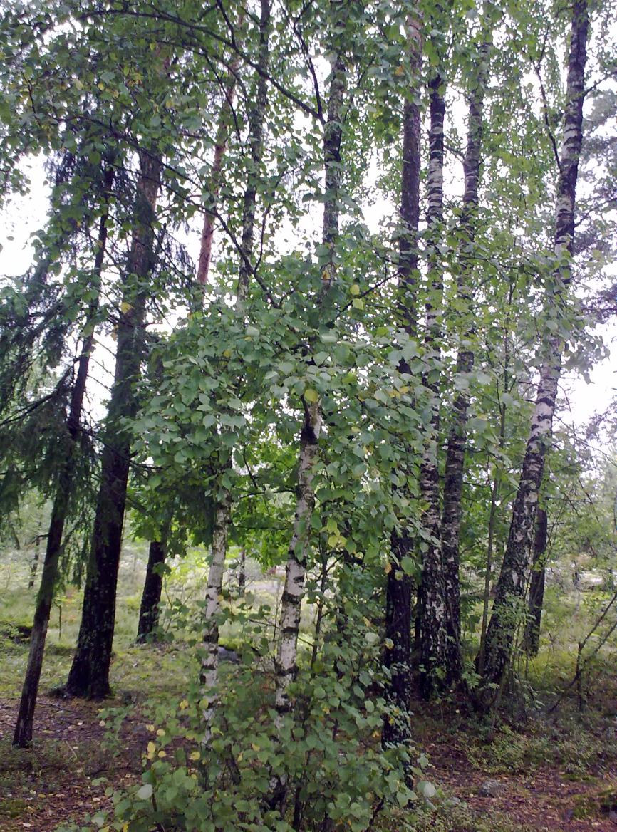 Hieskoivu on rauduskoivua pienempi puu, joka saavuttaa 15 25 metrin korkeuden.
