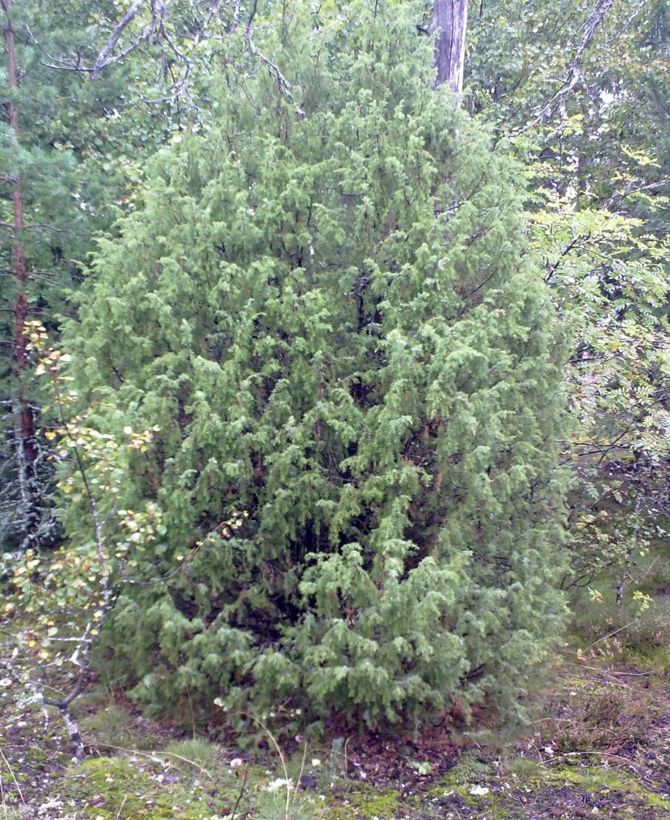 Kataja kasvaa yleensä pensasmaisena, mutta Etelä-Suomessa tavataan myös puumaisia yksilöitä.