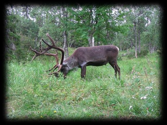 Mynämäen Maahiset järjestää vaelluksen Lappiin suunnilleen 30.7-7.8.2011. Päivät voivat muuttua +-2 riippuen hieman kuljetuksista.