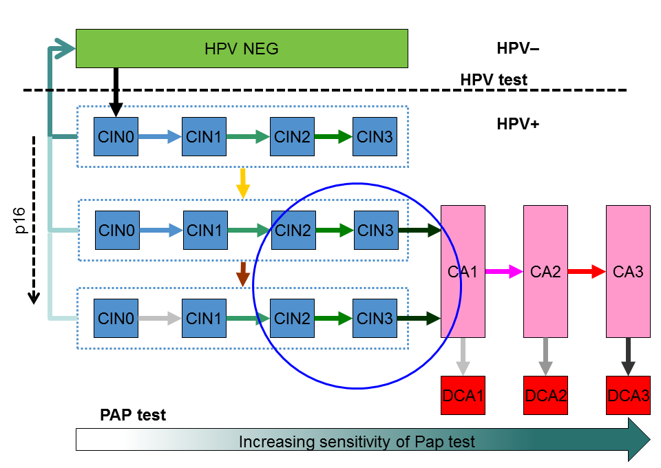 HPV-testi Testaa HPV kantajuutta Mahdollinen tyypitys Ei suoraan kerro syövän kehittymisestä Parantaa papa-näytteen subjektiivista lukua ~30%/50% enemmän CIN3/CIN2 löydöksiä (sis.