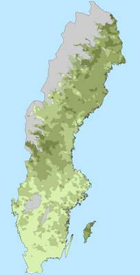 milj. m 3 puuta, ja näitä aloja metsittäessä männyn osuus on ollut hyvin pieni. Suurimpia syitä männyn suosion vähenemiseen ja kuusen suosion kasvuun on Suomen tapaan hirvieläinten suuri määrä.