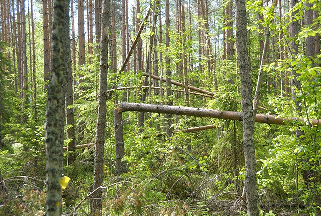 useampiaikaisten laserkeilausten avulla (kuva 32). Kuva 30. Lumituhon taivuttamia latvuksia kahden eri ajankohdan (2007, vihreä; 2010 musta) laserkeilausaineistossa.