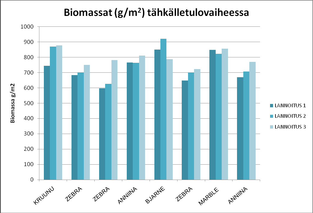Kuva 8. Biomassan keskimääräinen kertyminen lannoituskäsittelyissä tähkälletulovaiheeseen mennessä. Kuva 9. Lajikkeiden biomassojen kehitys tähkälletulovaiheeseen mennessä.