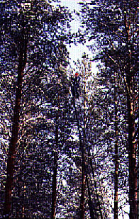 Teksti ja kuva: Egbert Beuker Ilmasto lämpenee mitä puille tapahtuu? työt, jokamiehen metsätaitorata, riistanhoito- ja metsästysasiaa sekä teatteria, elokuvia ja musiikkia.