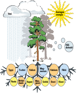 10 2 Puiden ravinnetarve ja ravinnepuutosten selvittäminen 2.1 Puiden ravinteet ja puutosten oireet Puut tarvitsevat valoa ja lämpöä kasvamiseen.