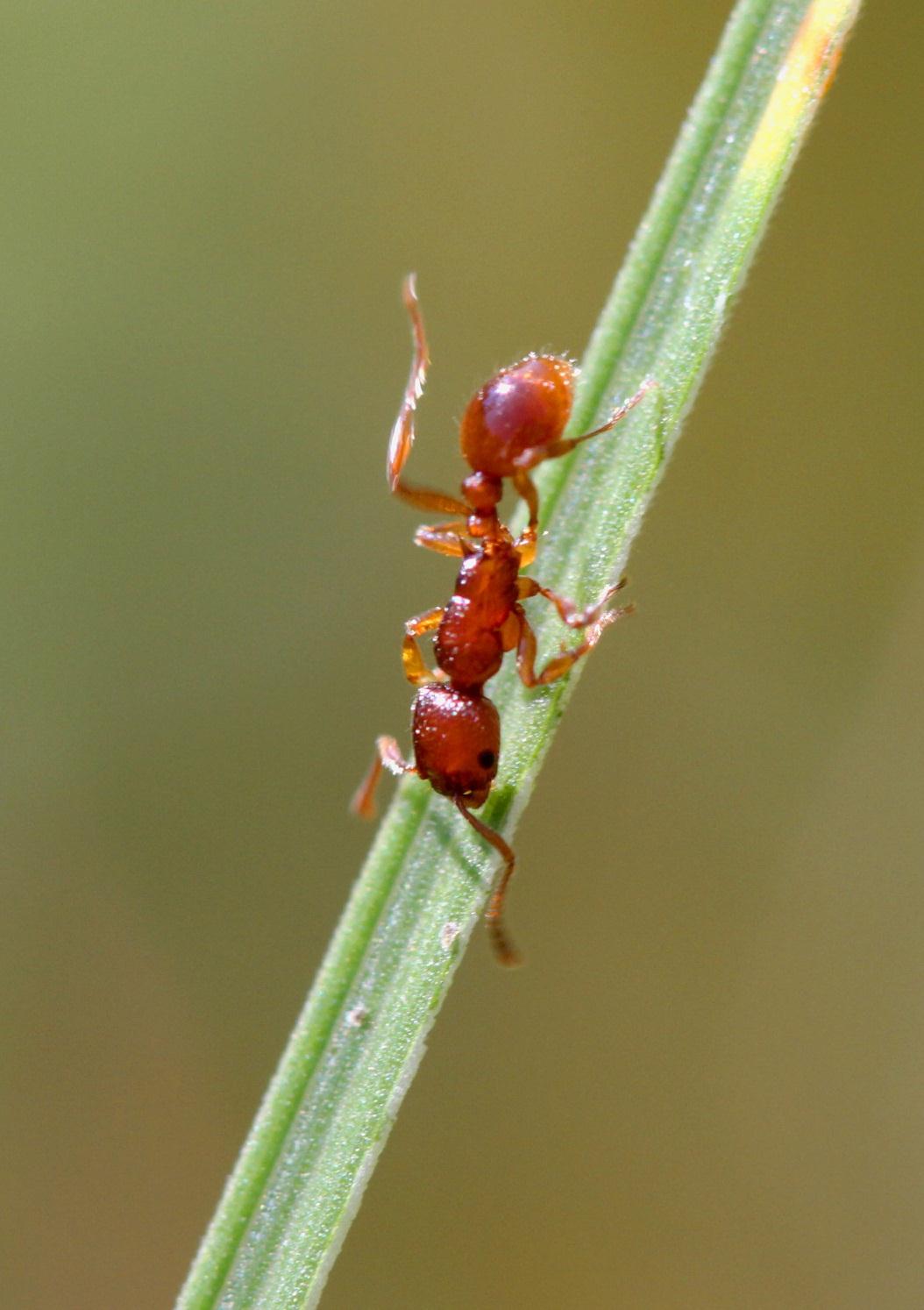 populaatiokartoitus Espoon