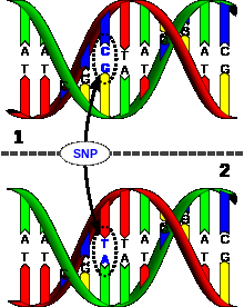 N-HAPLOTREE L667, L734, L394, M231, M232, CTS2652, CTS2947, F1815, F1715, F1951, F2080, F2088, F2201, F2509, F2571, CST1653, CST568, CST813, F3108, F3123, F3227, F3235, F3299, F3308, F3426, F3518,