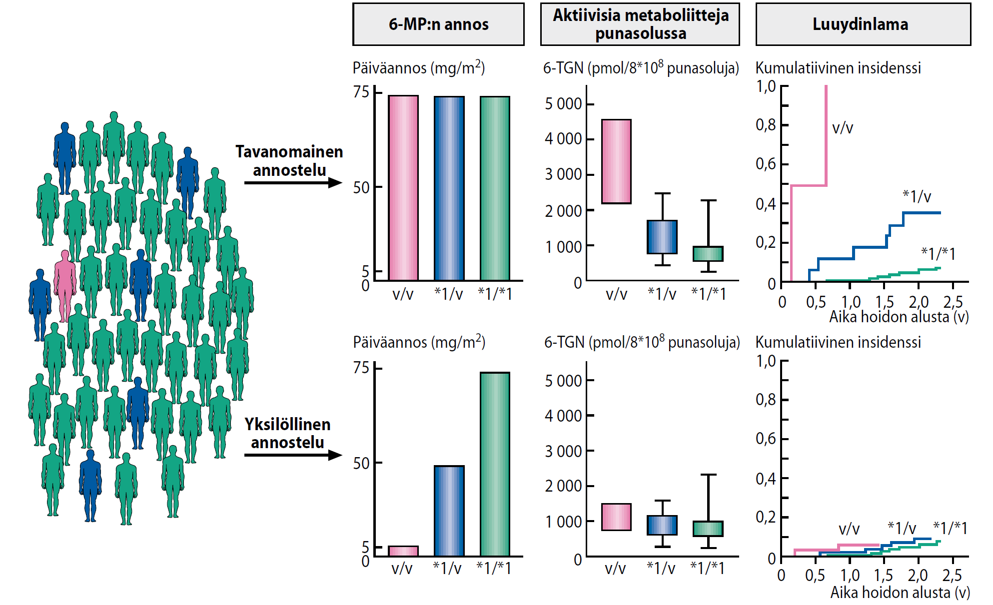 TPMT-genotyypin vaikutus 6-merkaptopuriinin luuydintoksisuuteen (ALL-potilailla) Samanlaisia tuloksia mm.
