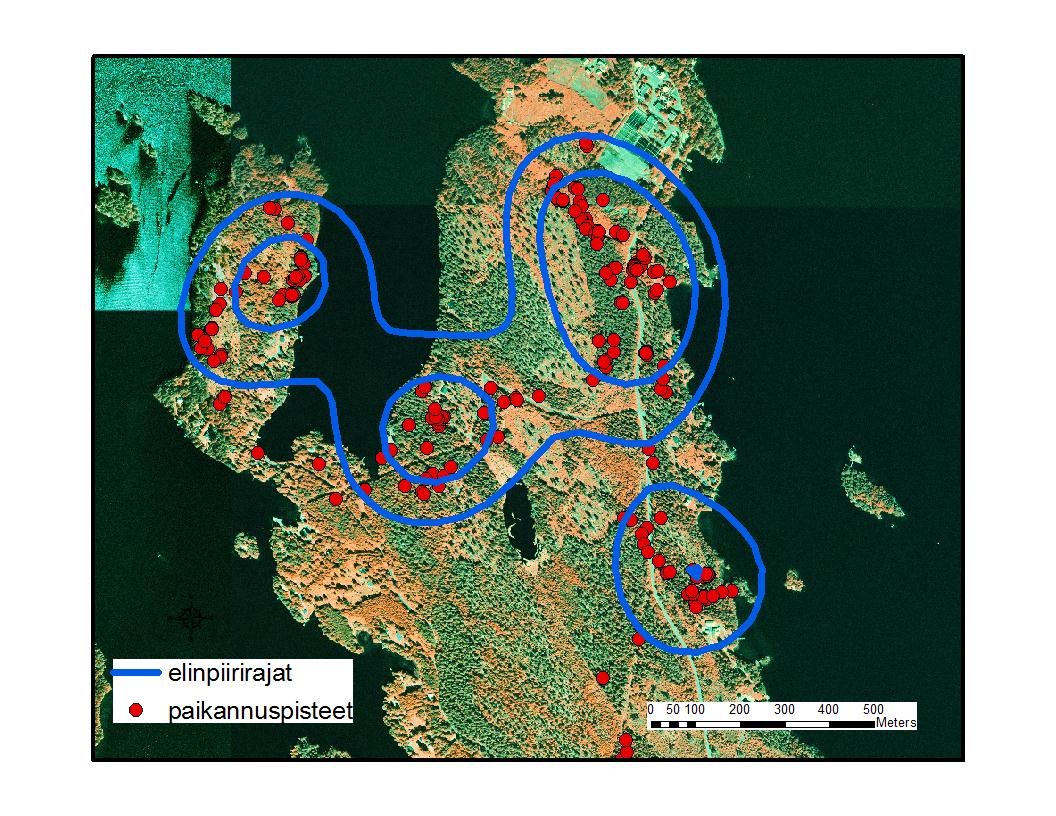 2) Aikuisten liikkeet & maiseman käyttö Ydinalueet Elinpiirin ulkoraja Elinpiirien koot: Koko elinpiiri Koiraat: 41,7 ha (n=17) Naaraat: 4,4