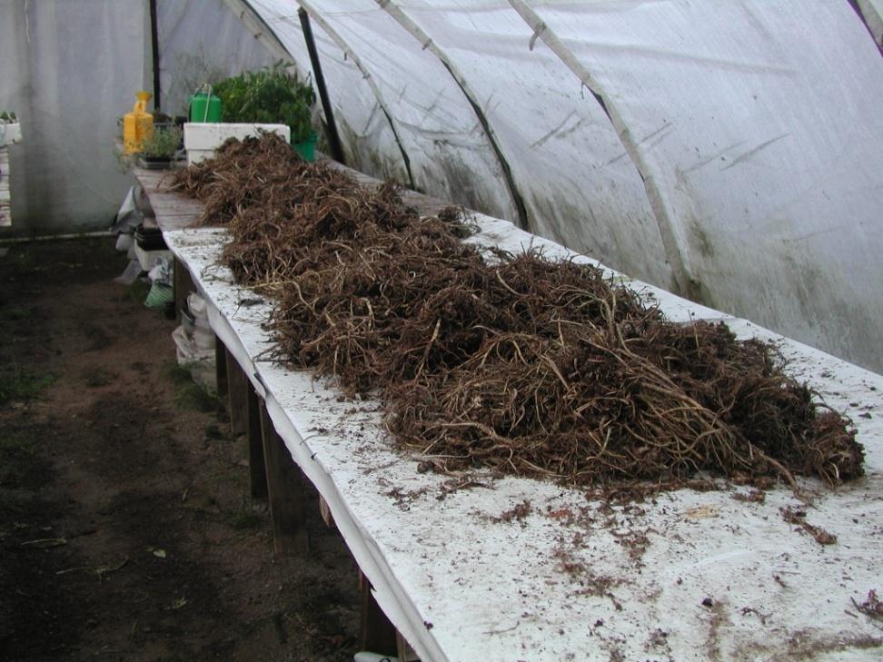 Isot, 0.5-1 kg juuret on halkaistava ennen pesua.