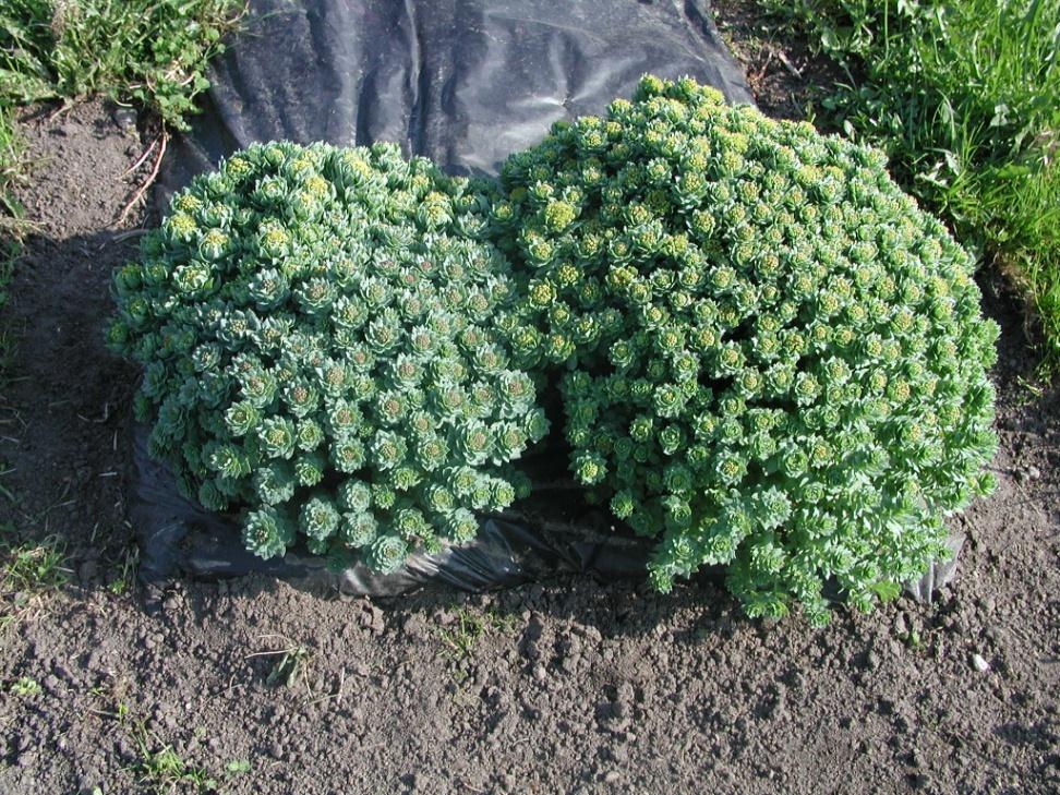 Rhodiola