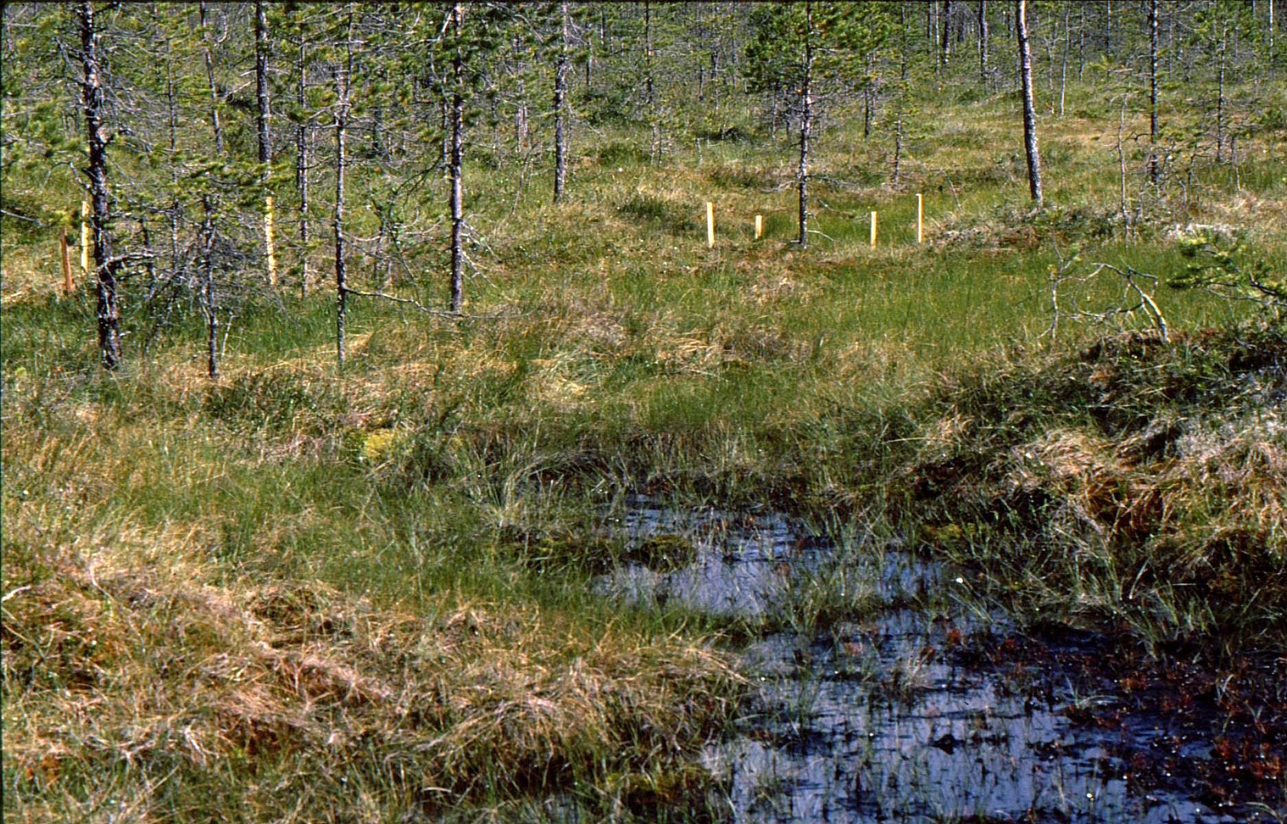 Viiden vuoden säännöllisen