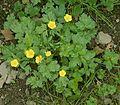 RÖNSYLEINIKKI Ranunculus repens