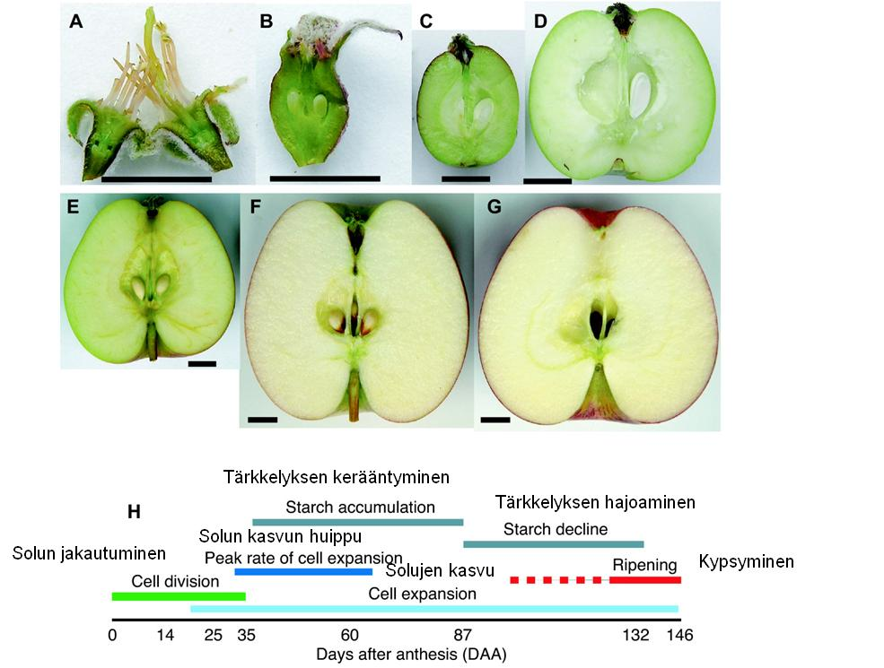 10 Kuva 1. Omenan kehittyminen kukasta kypsäksi hedelmäksi (Janssen ym. 2008). A=0, B=14, C=35, D=60, E=87, F=132 ja G=146 vuorokautta kukan täydelliseksi kehittymisestä (= DAA, days after anthesis).