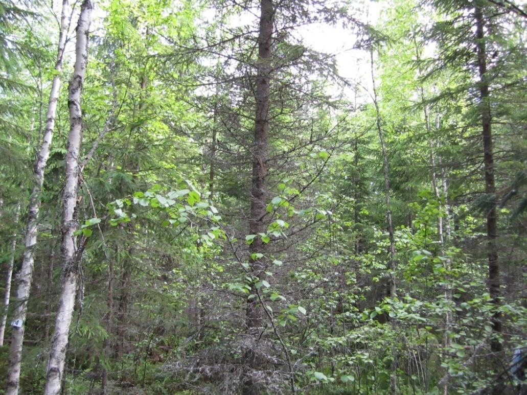 Kuvat Saija Huuskonen HOITAMATON TAIMIKON VARHAISPERKAUS 3,8 m 3 /ha/v 11 cm 4,7 m 3 /ha/v 12 cm HOITAMATON TAIMIKON VARHAISPERKAUS TAIMIKON- HARVENNUS TAIMIKON