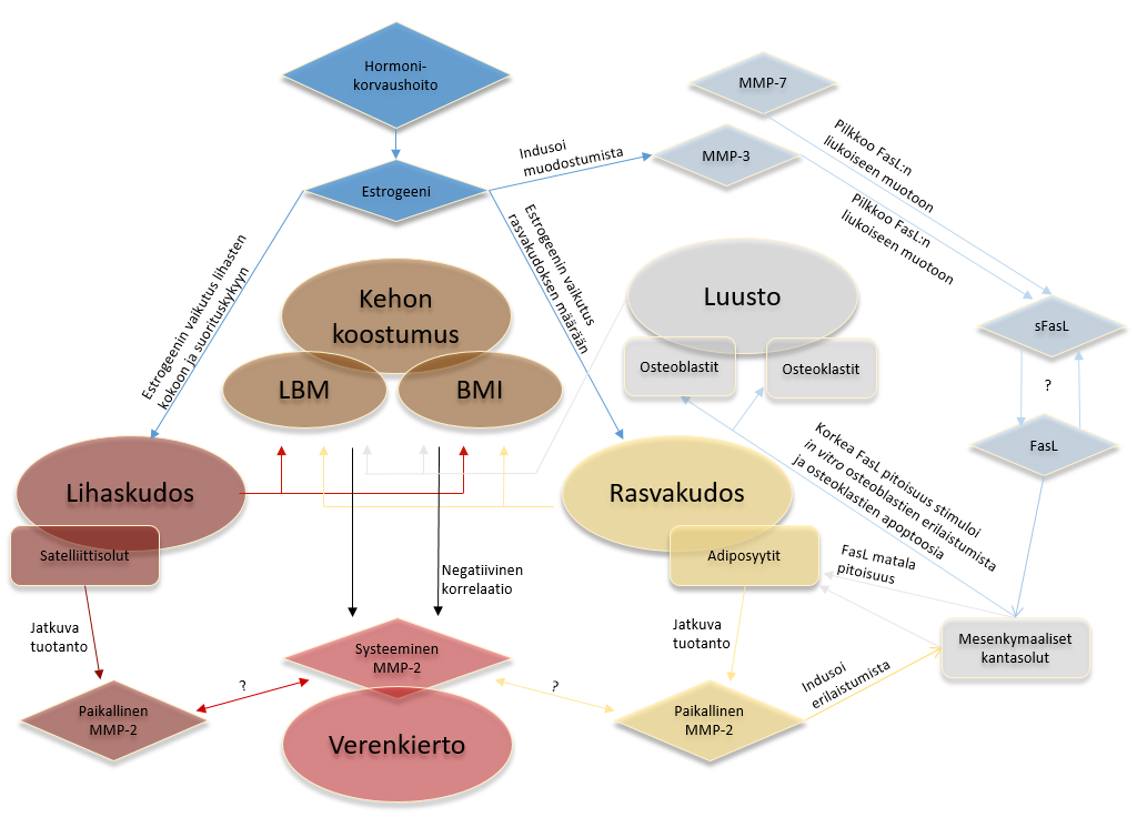 16 puuttuminen vähentää rasvakudoksen muodostumista in vivo, kun taas MMP-3 - entsyymien puuttuminen lisää sitä (Lijnen, 2011).
